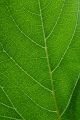 Close up of green leaves with detail