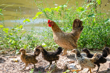 Hen with four children red cock animals wildlife in Thailand