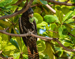 Red-tailed black cockatoo