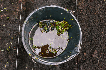 Black bucket with sprouts for planting. The small stalks of the bushes lie in a bucket of water. Bucket on the garden. Planting in the ground