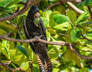 Red-tailed black cockatoo
