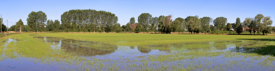 risaia con riflessi di alberi nell'acqua nella campagna rurale, paddy field with reflections of trees in the water in the rural countryside