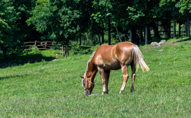 Naklejka na ściany i meble Grazing purebred horse on green meadow near a beech forest.