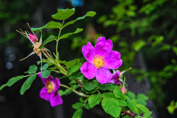Dogrose flowers on a blurred background. Branches of flowering rose hips on a background of blurred greenery.