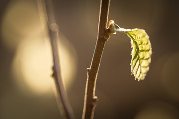 close up of green leaves / leaf in light in blurred dark brown background, design D