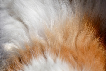 Naklejka na ściany i meble Close-up of cat fur brown and white fur for texture and background.