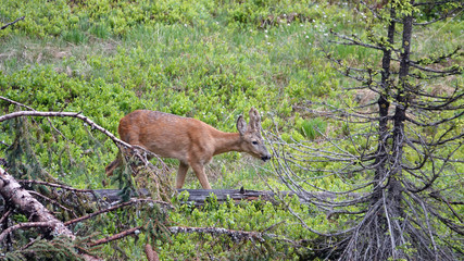 a young roebuck in change of coat with velvet on his horns