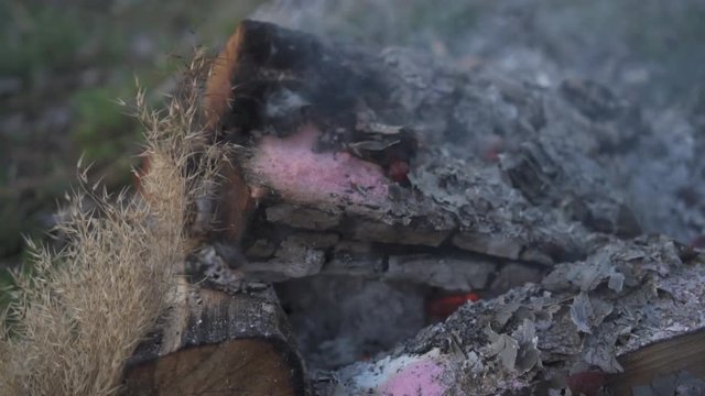 Close-up of smoldering steaming log and ash on the ground near indian grass, sorghastrum nutans