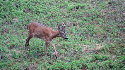 a young roebuck in change of coat with velvet on his horns