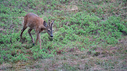 a young roebuck in change of coat with velvet on his horns