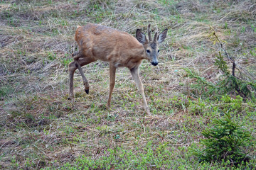 a young roebuck in change of coat with velvet on his horns