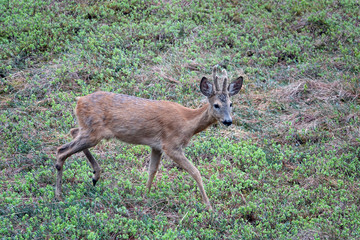 a young roebuck in change of coat with velvet on his horns