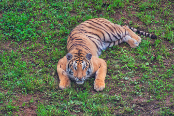 tiger in zoo