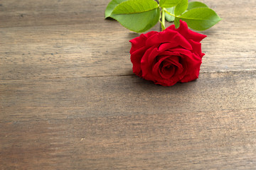 red rose isolated on wood background