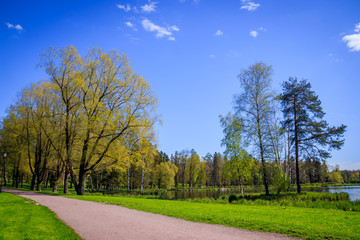 Spring Park in sunny weather. Sunny park. Green Park. Young greens. Background spring green park.