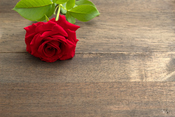red rose on old wood