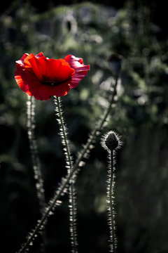 Impression of a red fragrance. Poppy, gentle movements in the breeze. Delicate, red in the garden area. Poppy, textured front. Evening idyll.Poppy Rhapsody.