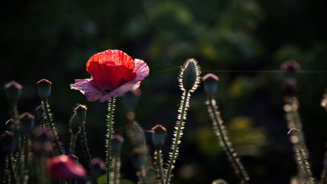 A bright red poppy, attracts bees.Attractive, bright, red color.Poppy Idyll.Impression of a red fragrance. 