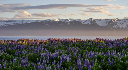 Blooming violet/purple Lupine flowers and snow covered mountains while sunset. Scenic panorama view of Icelandic landscape. Húsavík, North Iceland.
