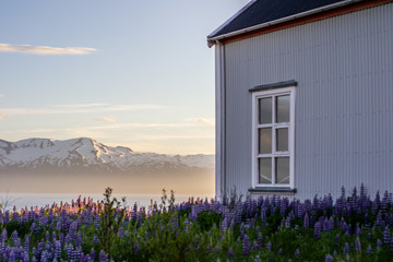 View of traditional icelandic/nordic farm house surrounded by violet blooming Lupins flowers. Snow covered mountains in sunset light on background. Iceland landscape.