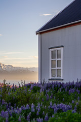 View of traditional icelandic/nordic farm house surrounded by violet blooming Lupins flowers. Snow covered mountains in sunset light on background. Iceland landscape.