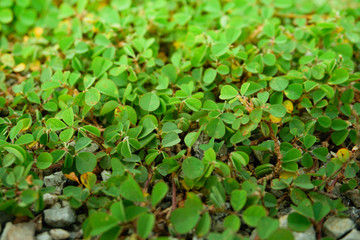 Many Clover Leaf Close up