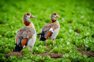 Wild ducks in a lettuce field