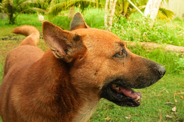 Naklejka na ściany i meble german shepherd dog in garden closeup