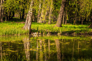 Spring Park in sunny weather. Sunny park. Green Park. Young greens. Background spring green park.