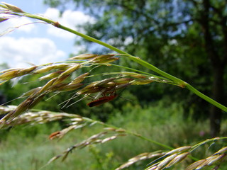 closeup of grass
