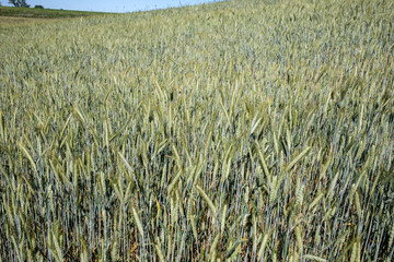 Field of unripe cereals in Provence. France