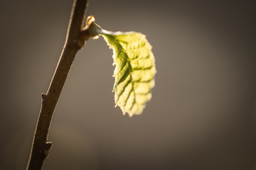 close up of green leaves / leaf in light in blurred dark brown background, design D