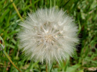 dandelion on background of green grass