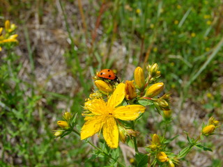 butterfly on flower