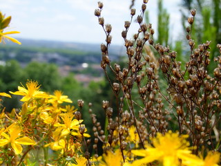yellow flowers on tree