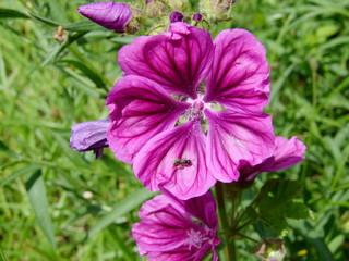 purple flower in the garden