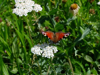 butterfly on flower