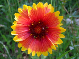 orange flower in the garden
