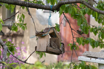 fun sparrows eat bread crumbs