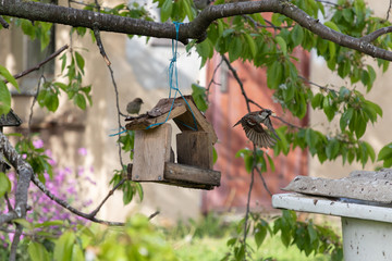 fun sparrows eat bread crumbs