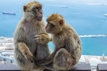 deux singes
