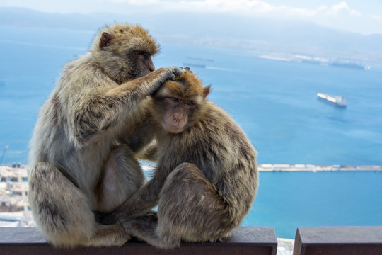 Toilette entres Singe 