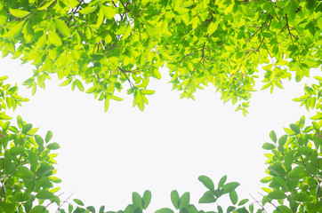 Fototapeta premium green leaves isolated white background with clipping path. nature frame for decoration design.