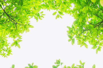 green leaves isolated white background with clipping path. nature frame for decoration design.