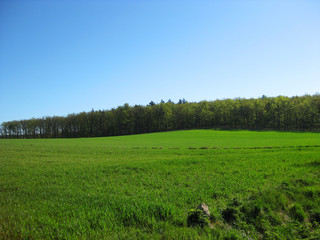 Junge Weizenfelder mit Waldpanorama - Niederösterreich, Maissau am Manhartsberg