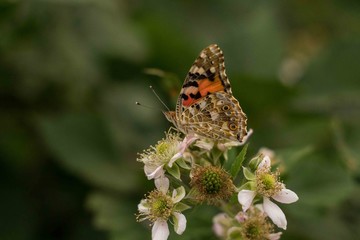 butterfly on flower