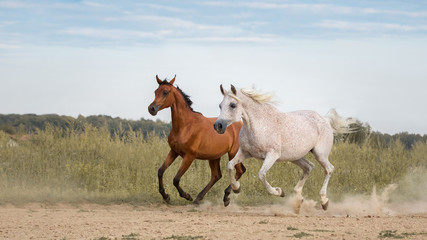 Two beautiful Arabian horses run free on a sandy background in summer