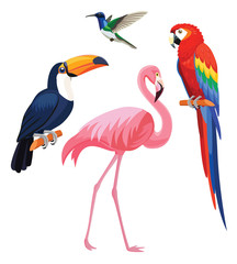  Exotic tropical birds - flamingo, toucan, hummingbird, parrot. Vector illustration.