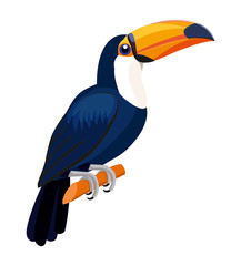 Toucan bird isolated on white background. Vector illustration.