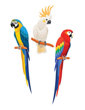 Set of parrots isolated on white background. Vector illustration.